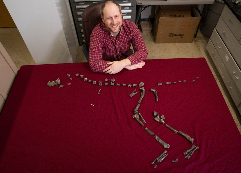 Virginia Tech paleontologist Sterling Nesbitt showing the Suskityrannus hazelae fossil he discovered in 1998 when he was just 16 years old.
